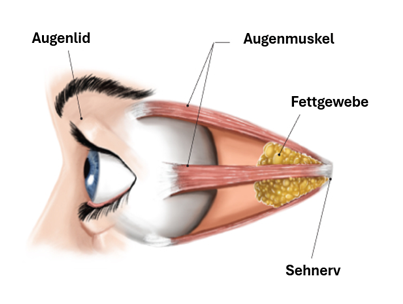 Healthy eye before Thyroid Eye Disease Diagnosis